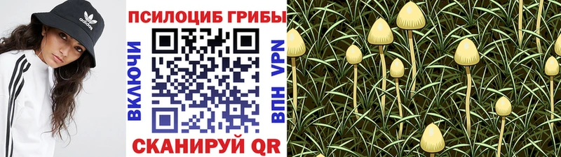 Купить закладки  Чадан  Псилоцибиновые грибы GOLDEN TEACHER 